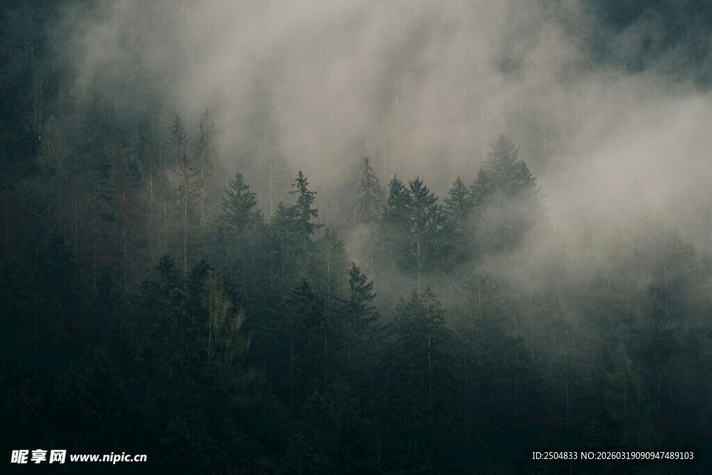 云雾缭绕的森林美景
