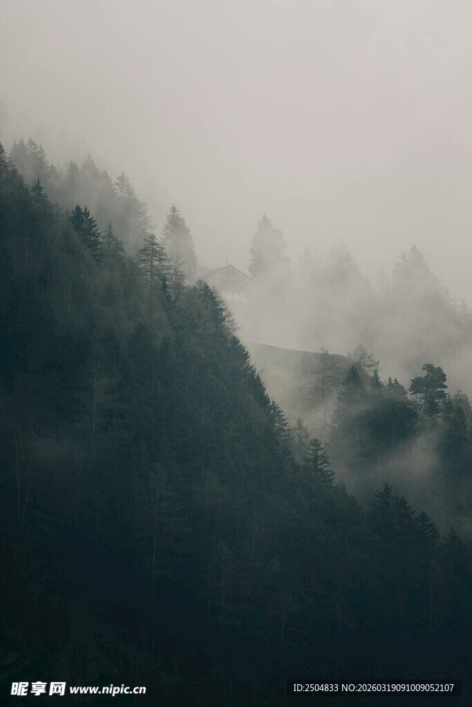 山间云雾缭绕的森林美景