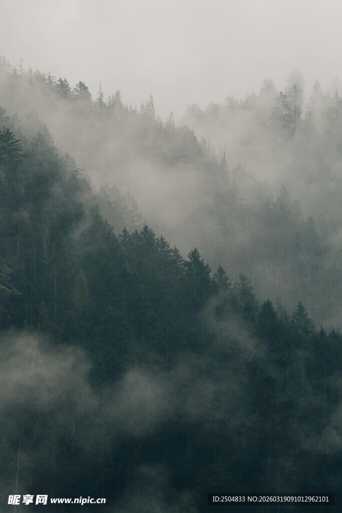 山间云雾缭绕的森林美景