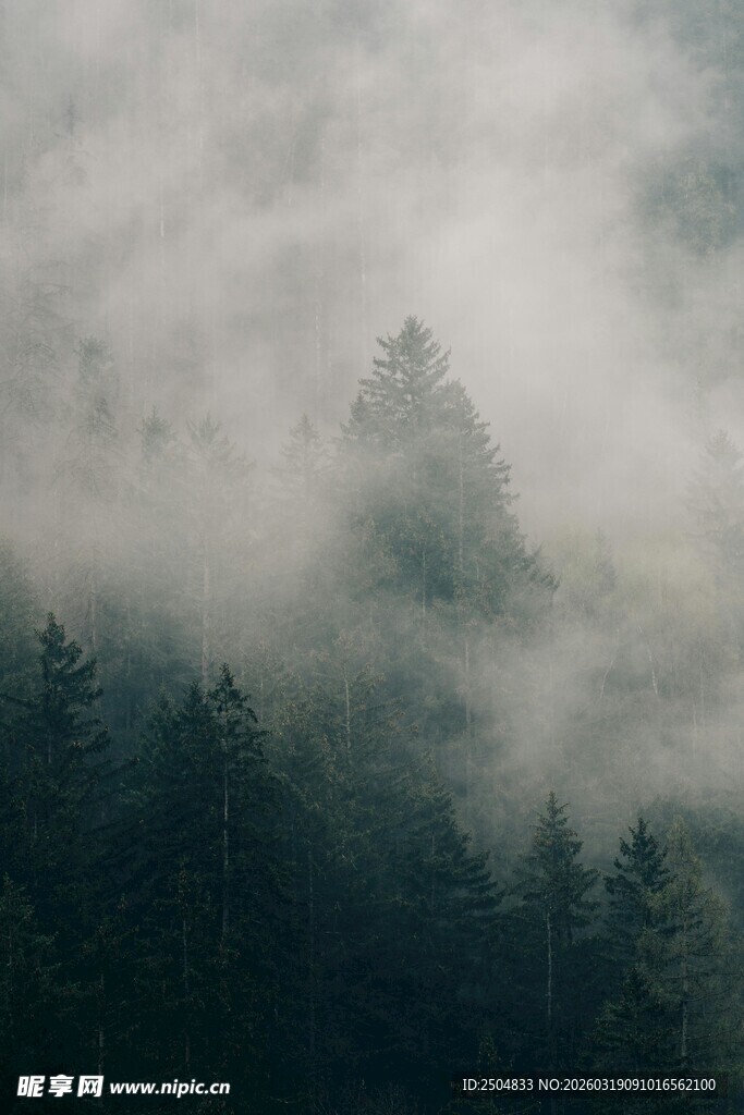 云雾缭绕中的森林美景