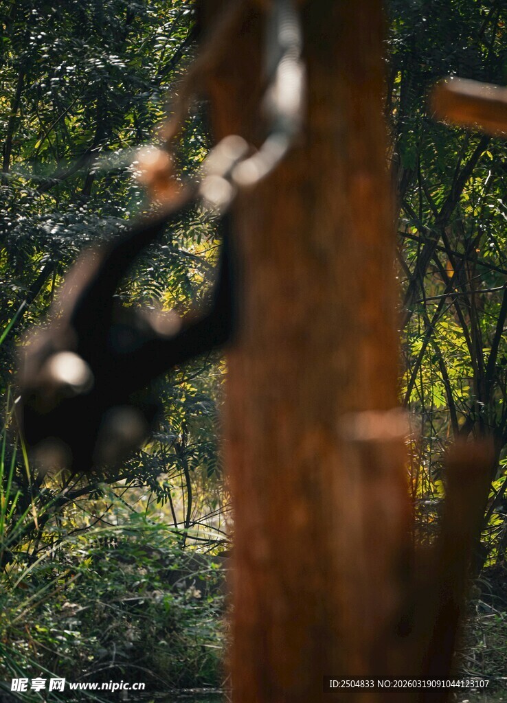 黑猴抓链于丛林间