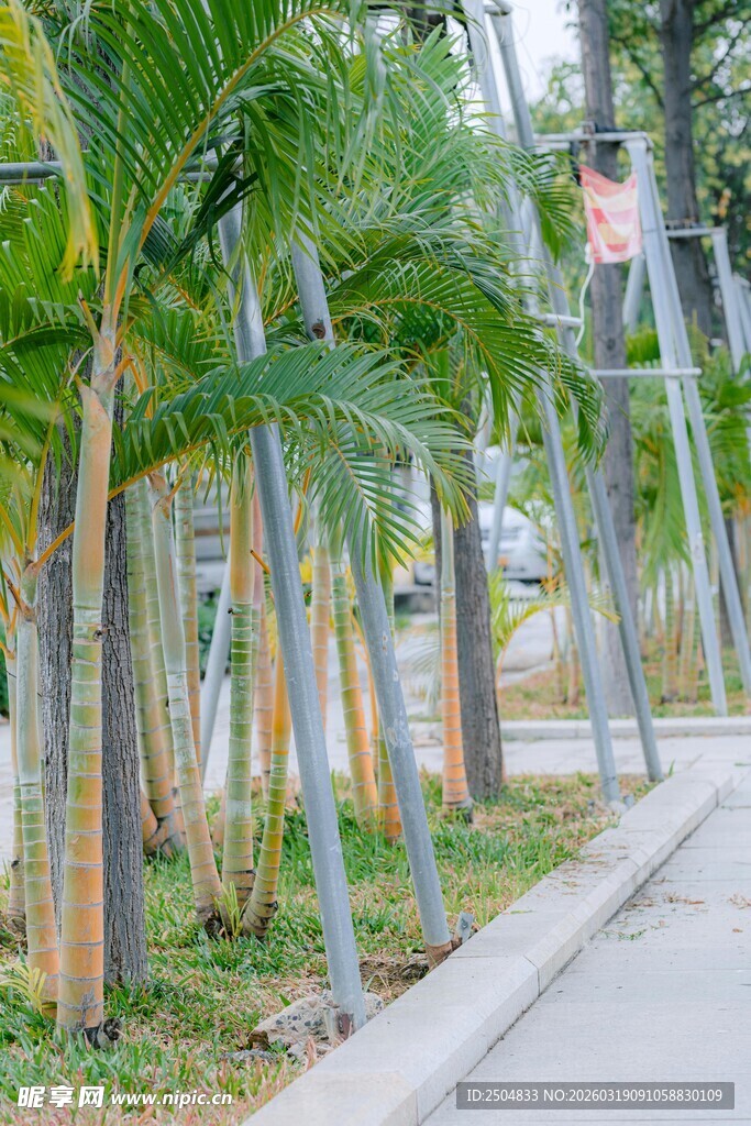 路边排列整齐的棕榈树