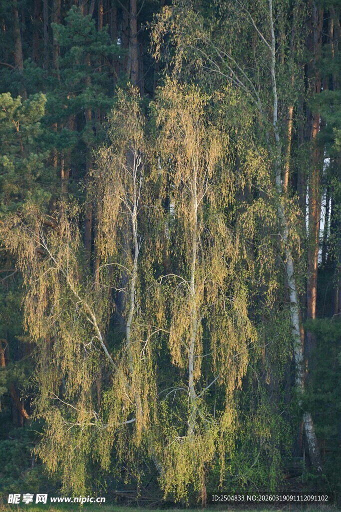 秋日林间金黄摇曳的树木