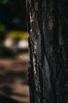 树干纹理特写