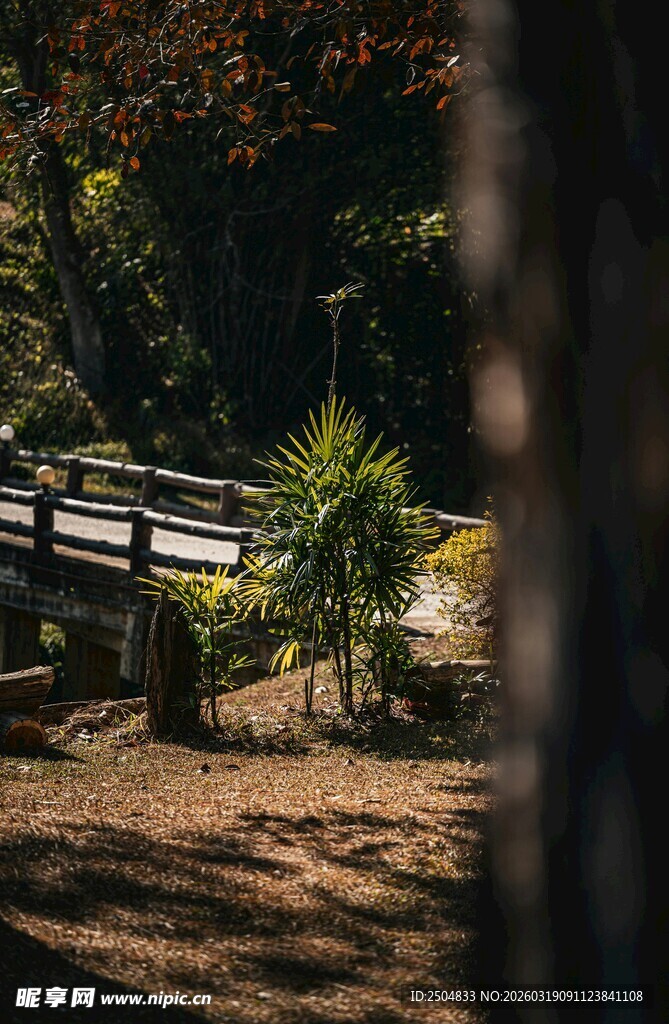 林间木桥旁的自然景致