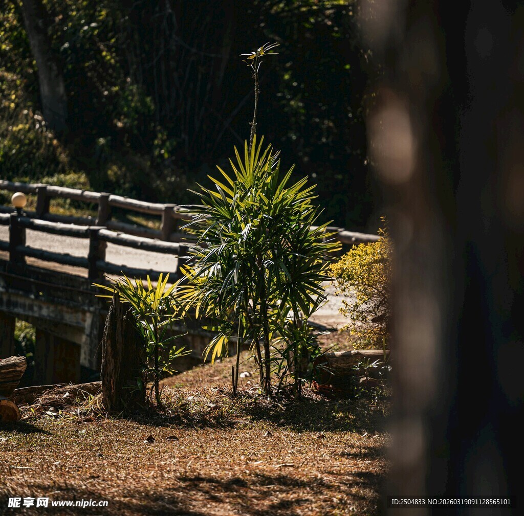 园林中的木桥与绿植景观