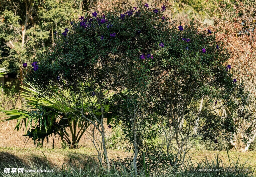花园中的繁茂绿植