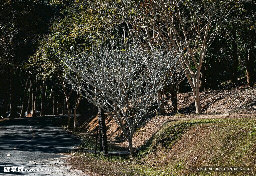 林间小道旁的光秃树木