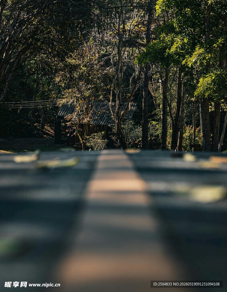 林间光影下的静谧石板路