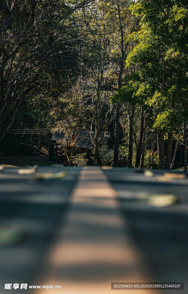 林间光影斑驳的静谧道路