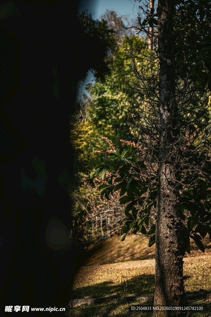 林间光影下的树木景致