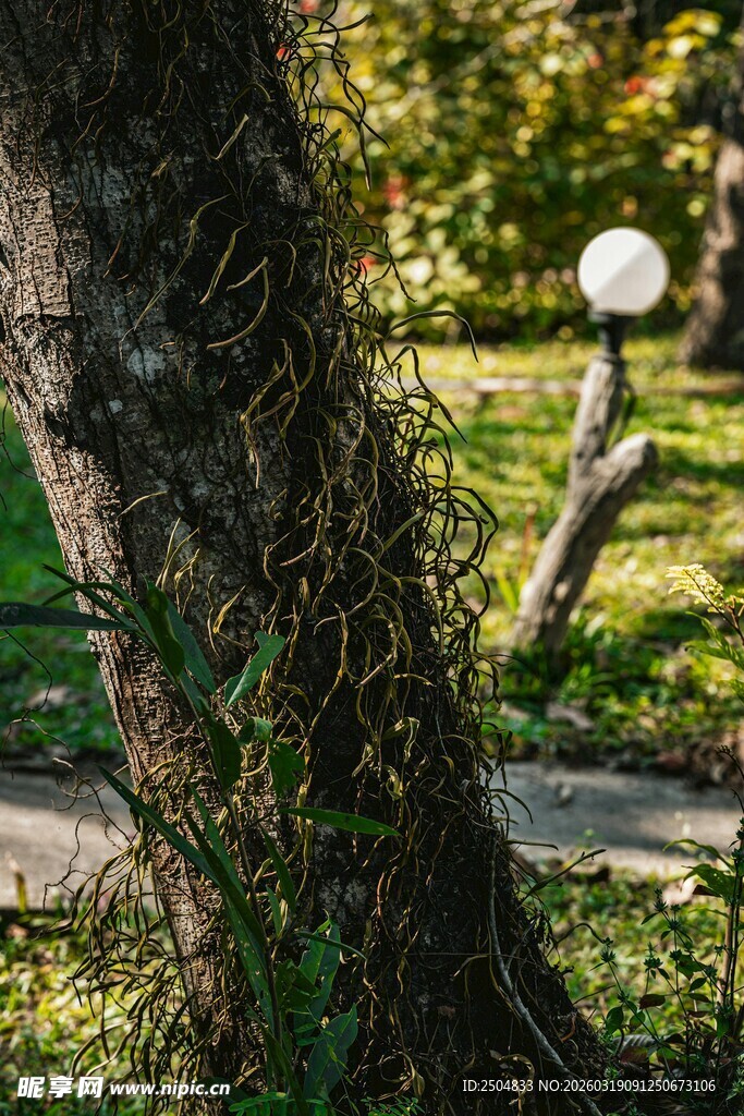 树干缠绕绿植的自然景致