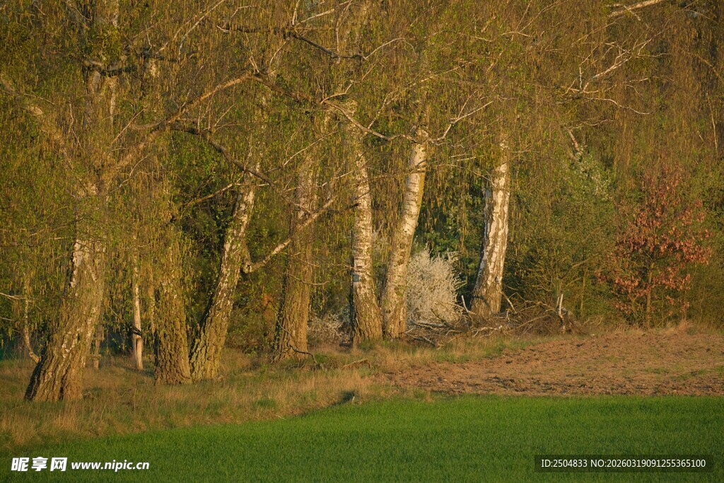 黄昏下的树林与草地