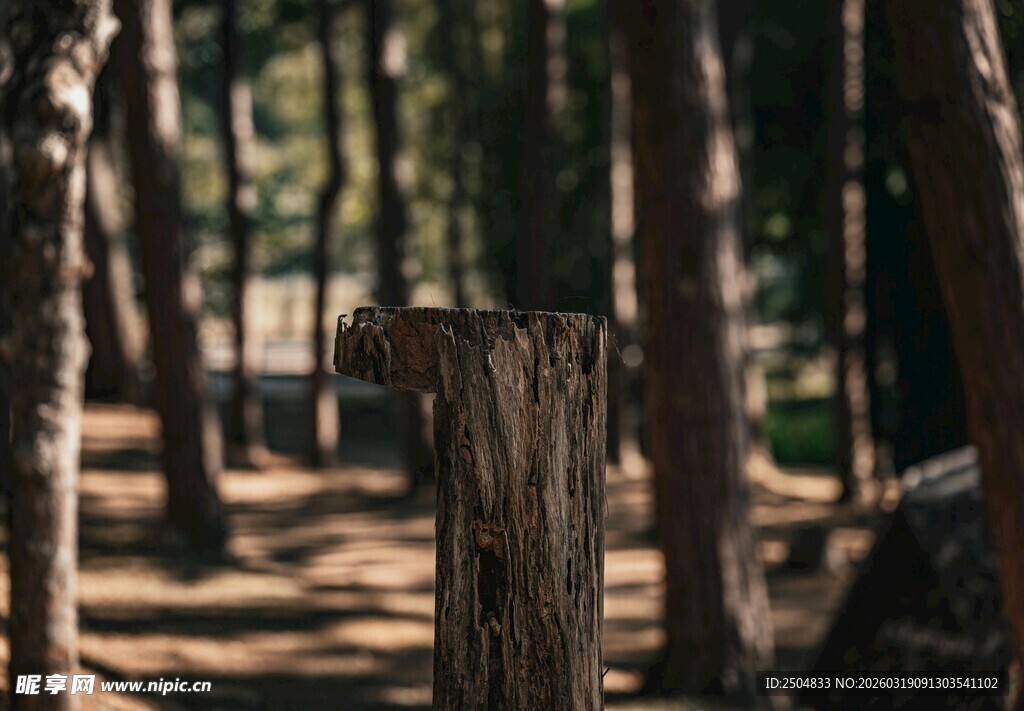 林间树桩 静谧自然景象