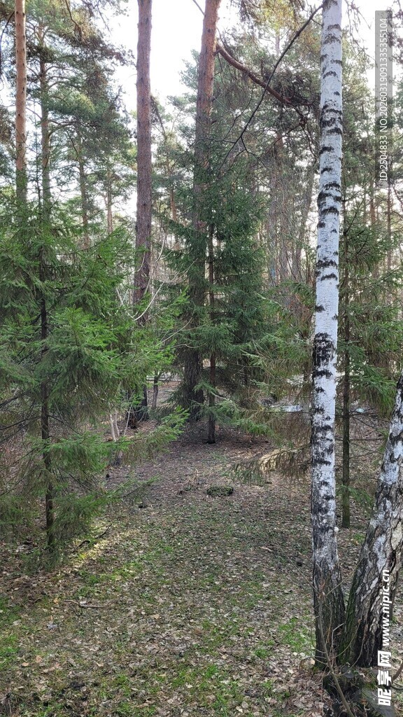 林间白桦树自然景致