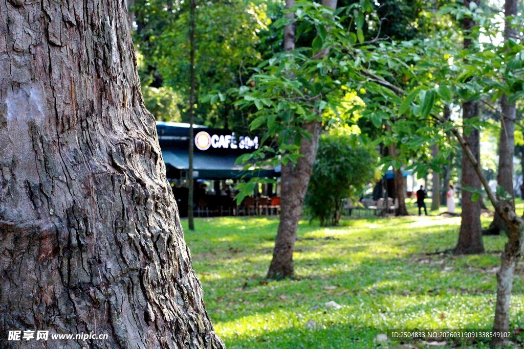 林间树木与绿意景致