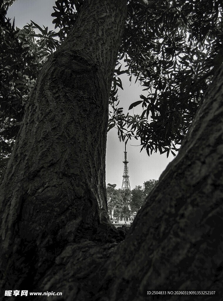 老树间透出的远方景象