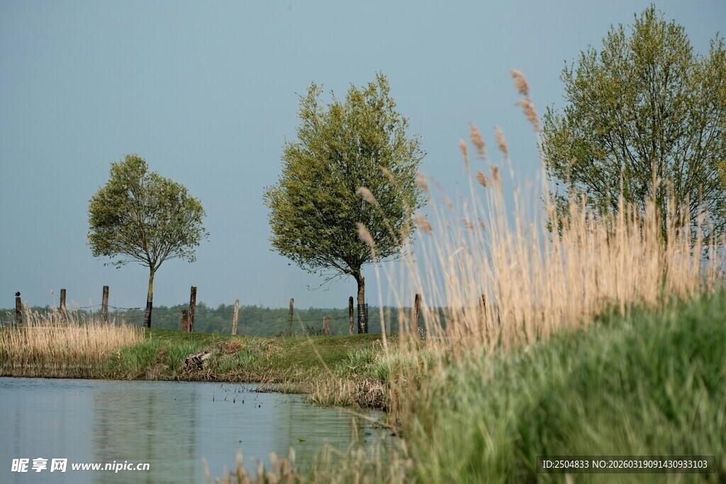 河畔绿树与芦苇的自然景致