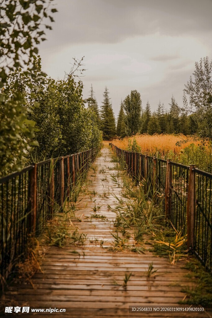 雨中木栈道 秋景独好