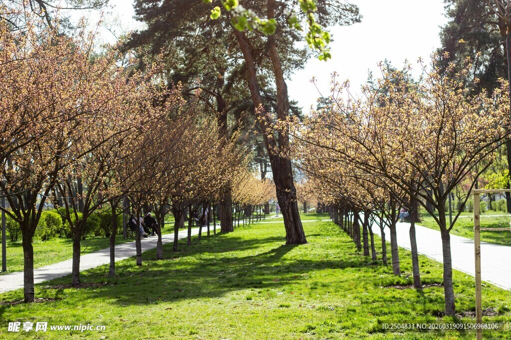 春日公园林荫道美景