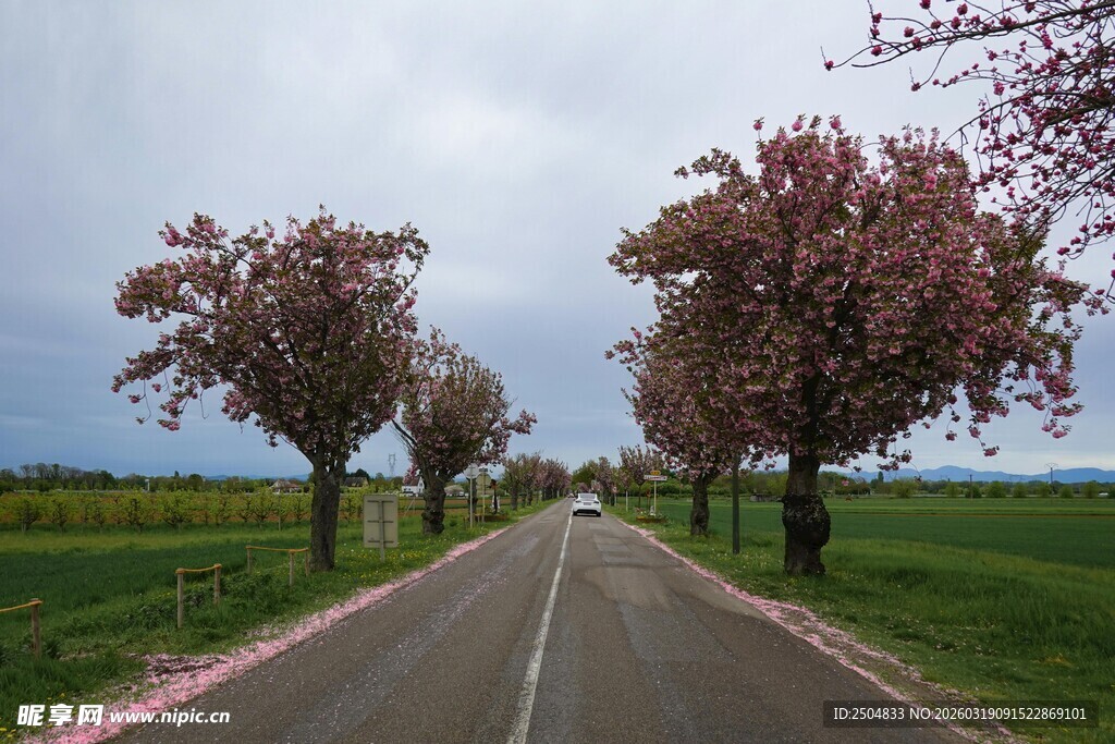 春日繁花盛开的乡间小路