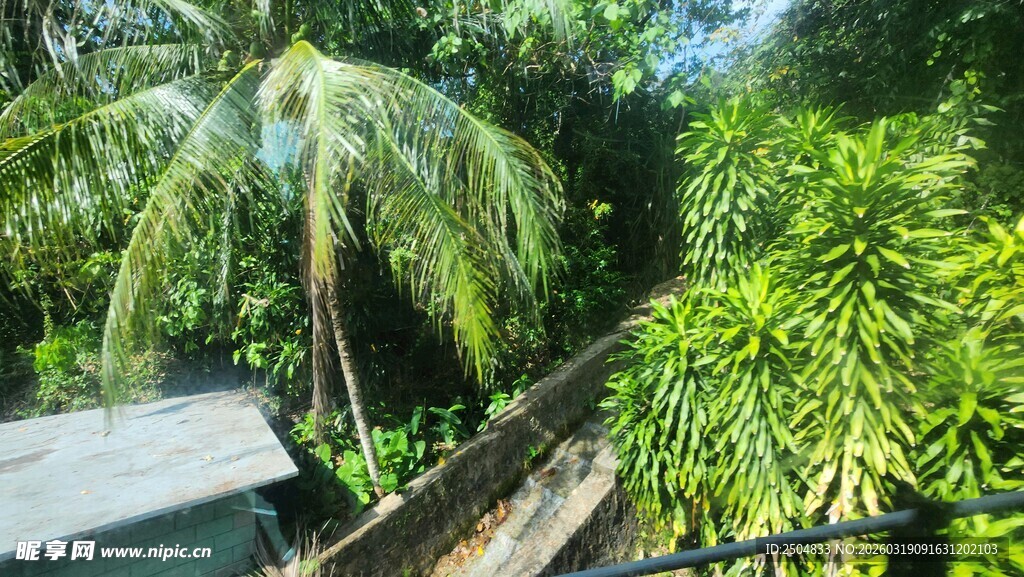 热带绿植环绕的户外场景