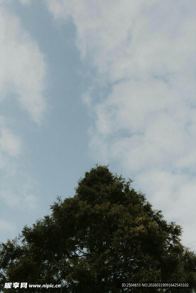 树梢之上的蓝天与白云