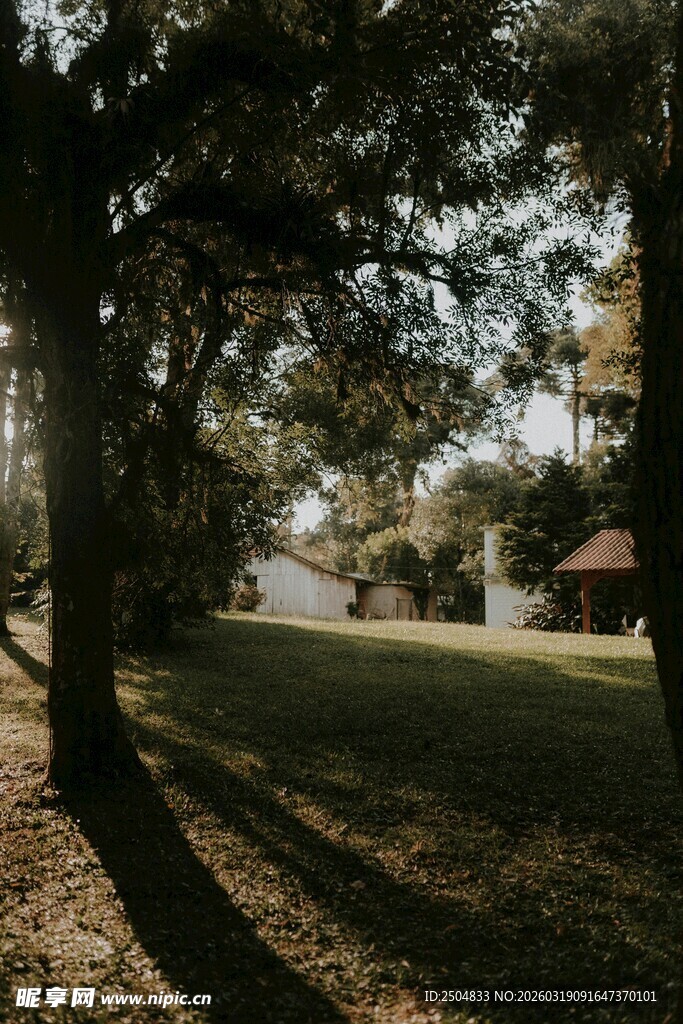 林间光影下的静谧景致