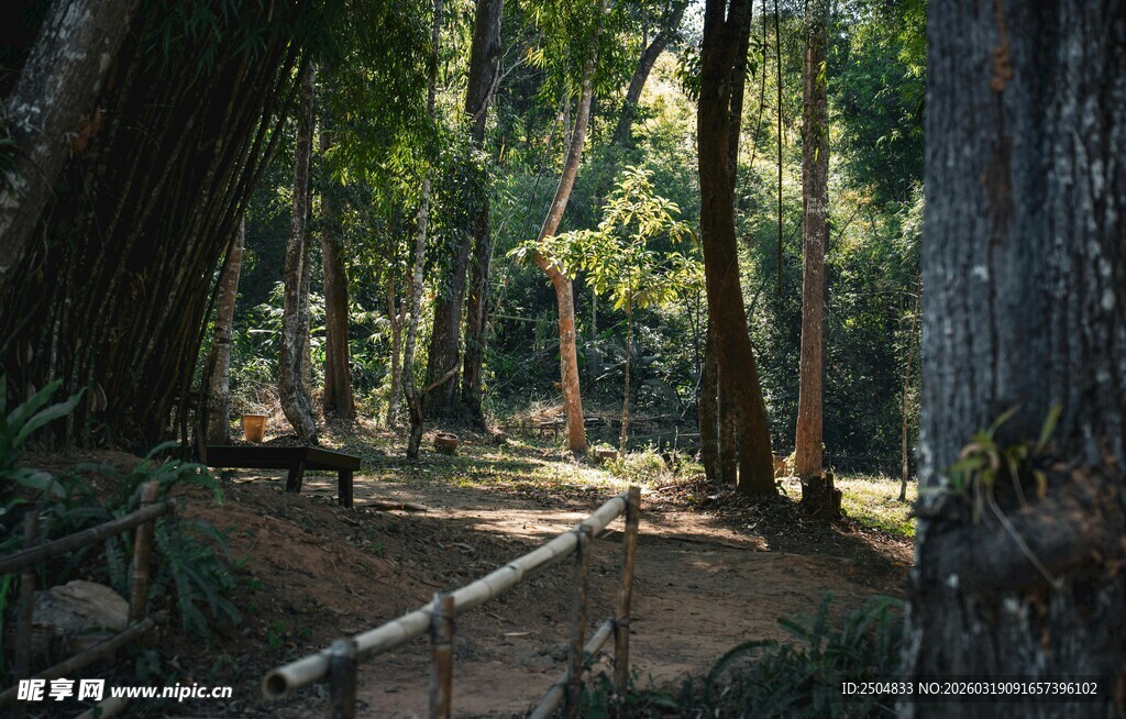 静谧森林中的自然小径