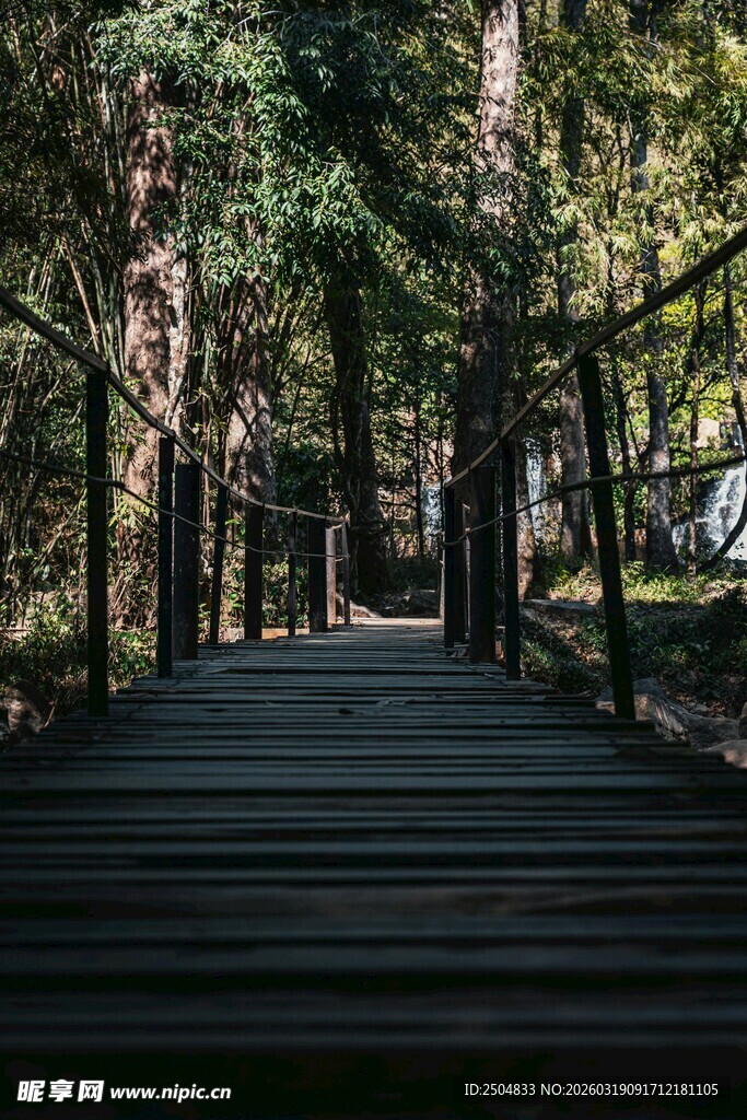 林间木栈道 静谧自然景