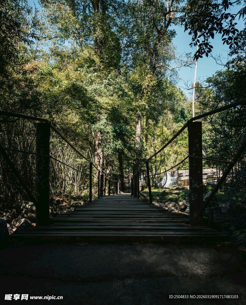 林间木桥 静谧自然之景