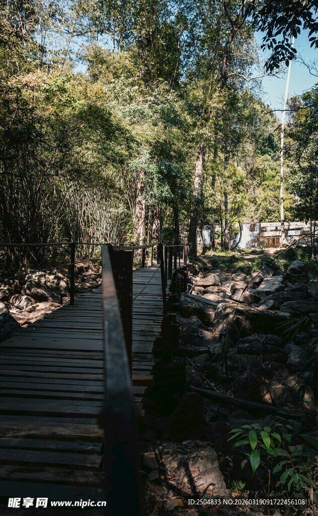 林间木栈道 自然静谧景致