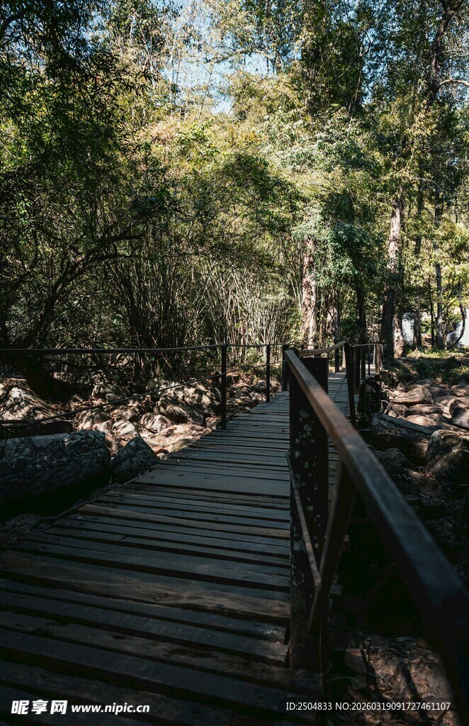 林间木栈道 静谧自然景