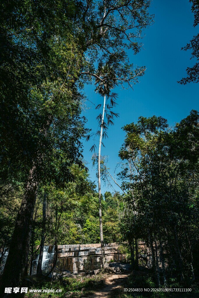 林间小道 蓝天绿树相伴