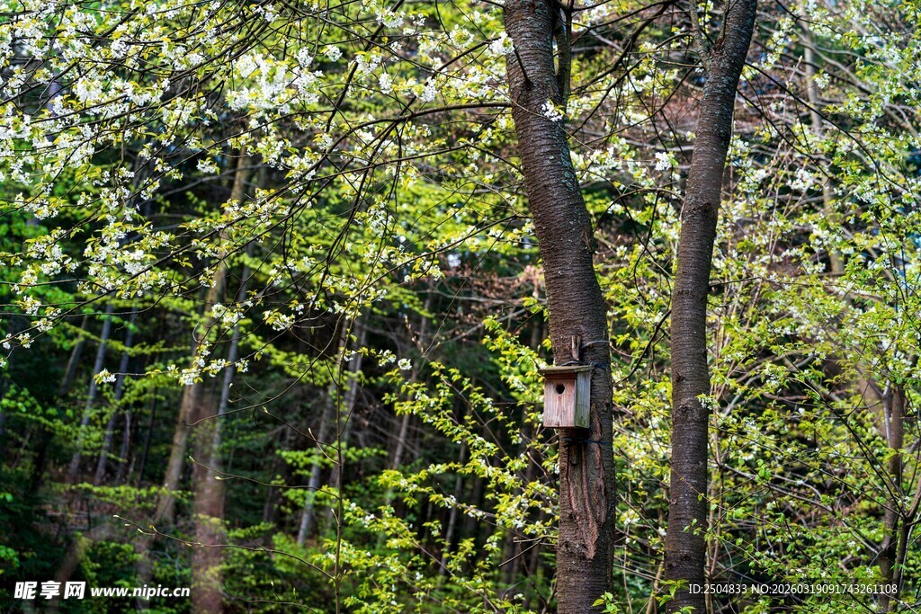 春日葱郁树林景象