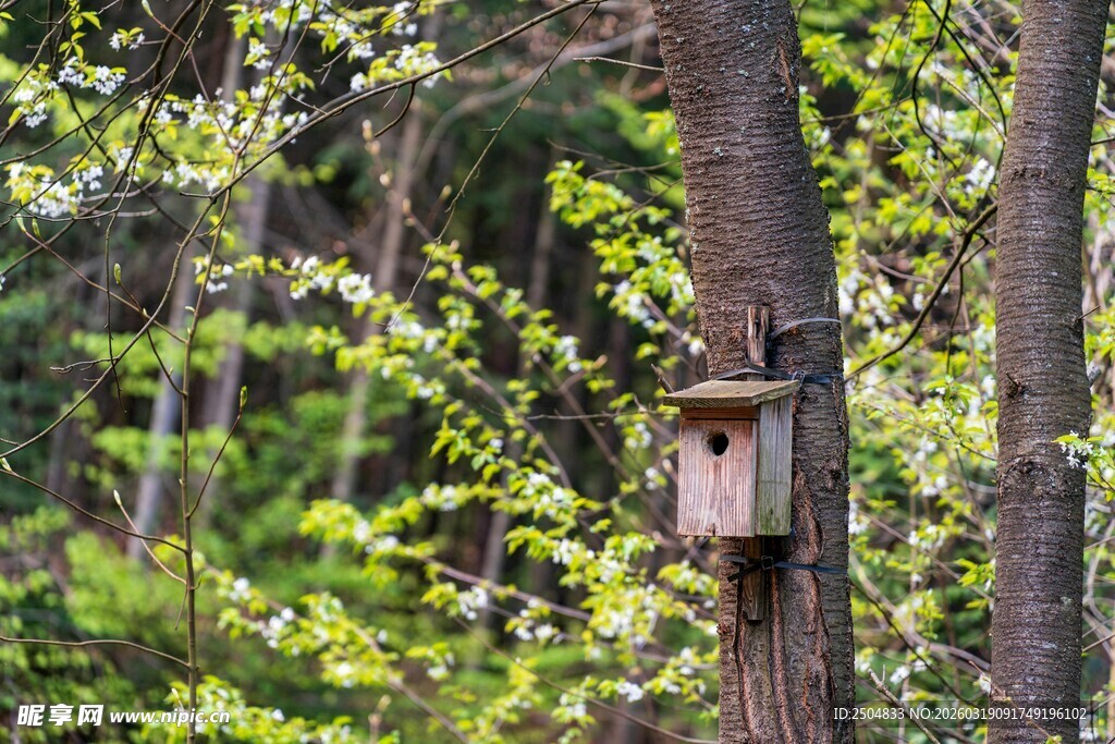 林间树上的精致小鸟屋