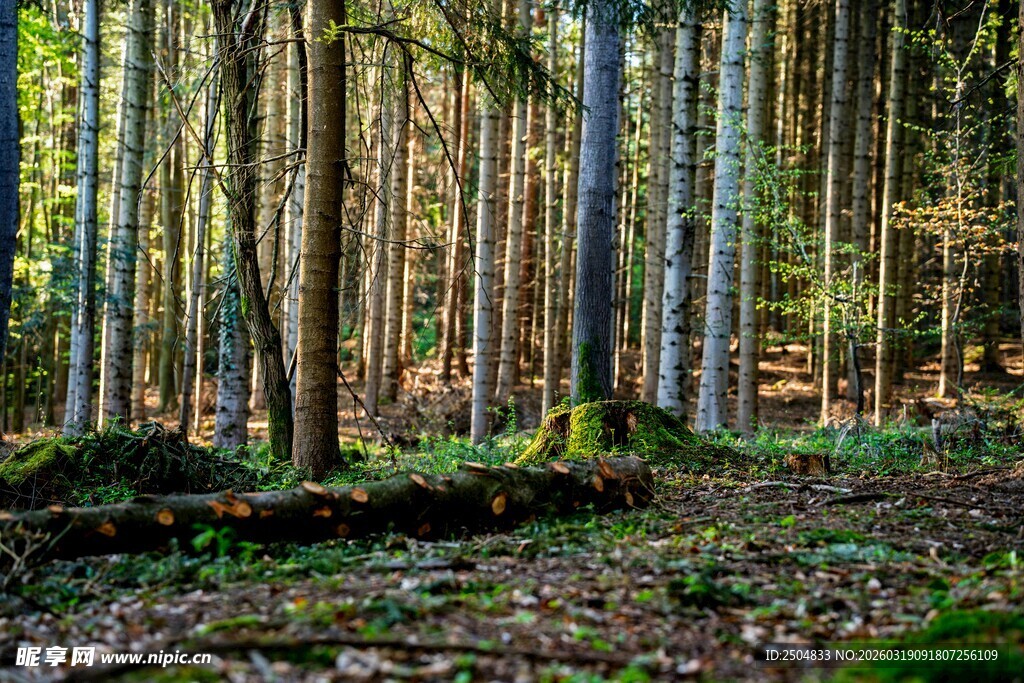 静谧森林中的自然景象
