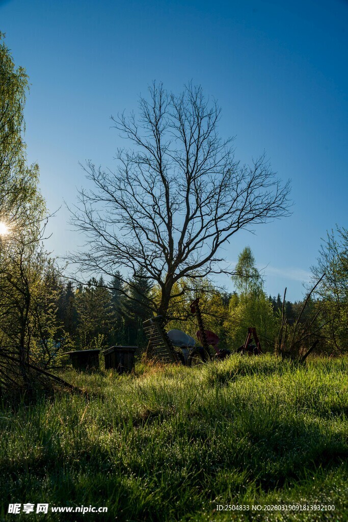 阳光照耀下的草地与树木