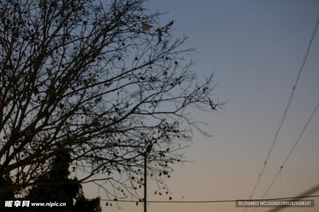 黄昏下的光秃树枝剪影
