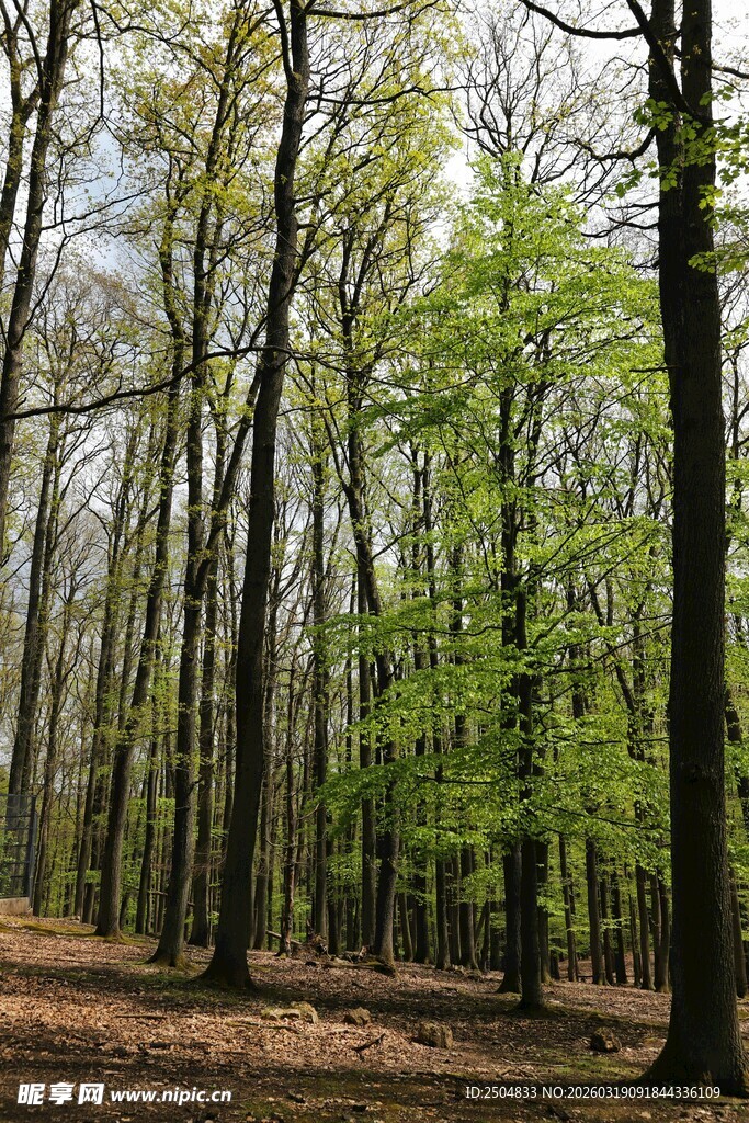 春日林间绿意盎然