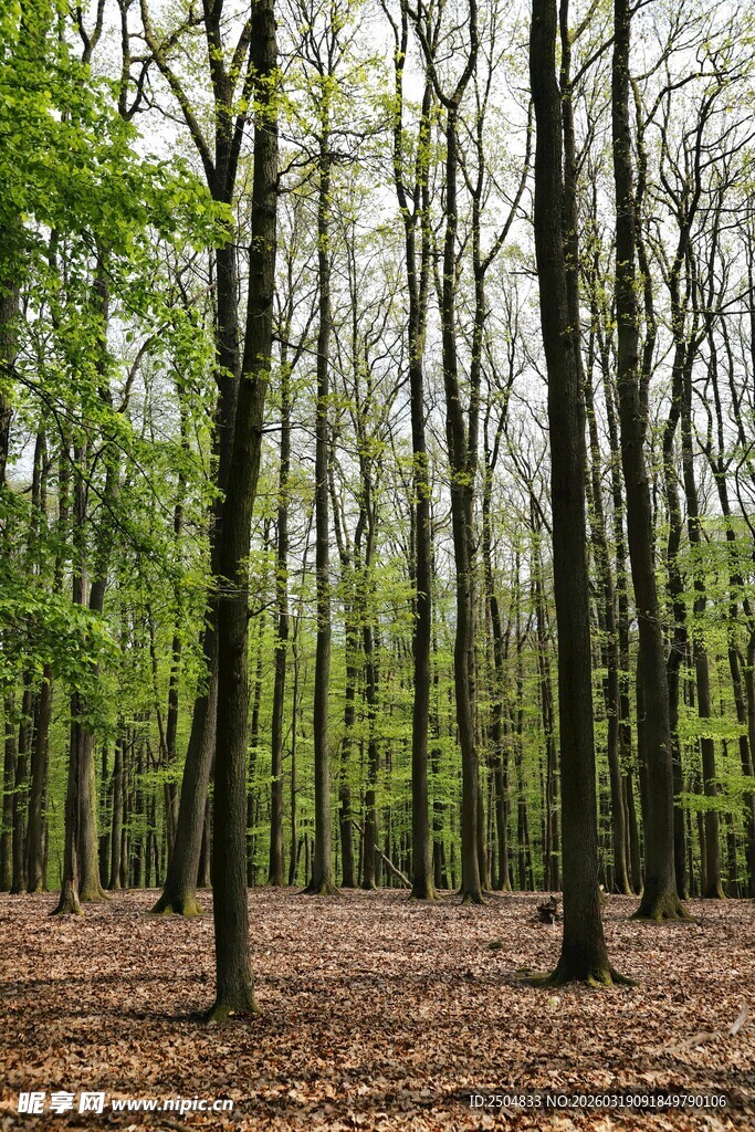 春日茂密森林景象