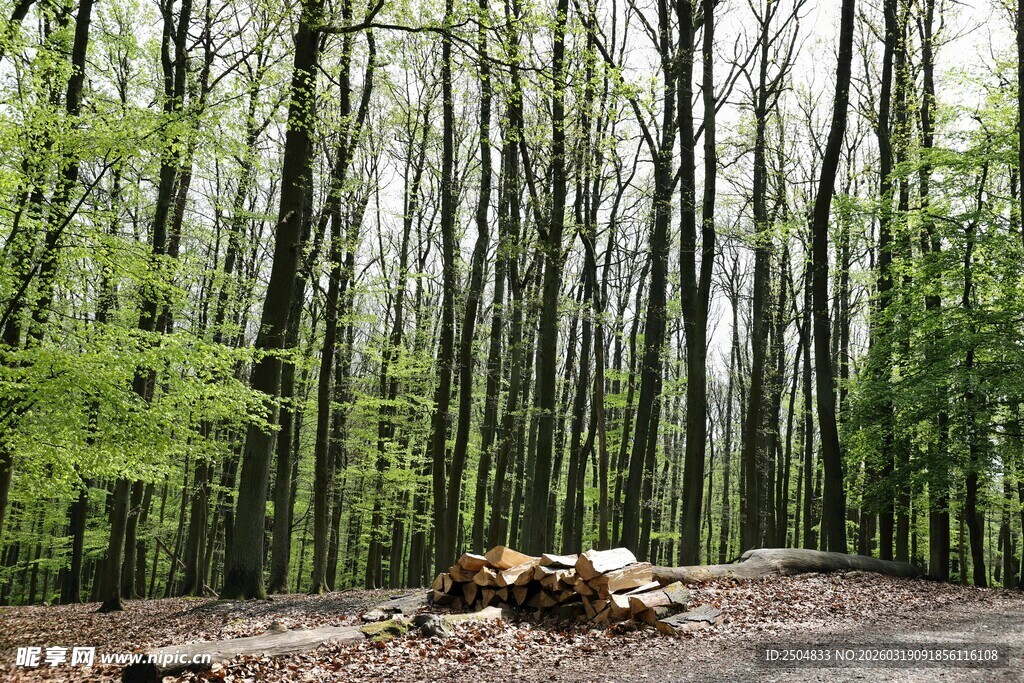 森林中的枯木与葱郁树木