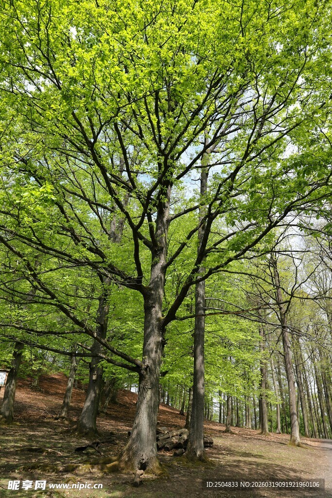 春日林间绿意盎然的树木