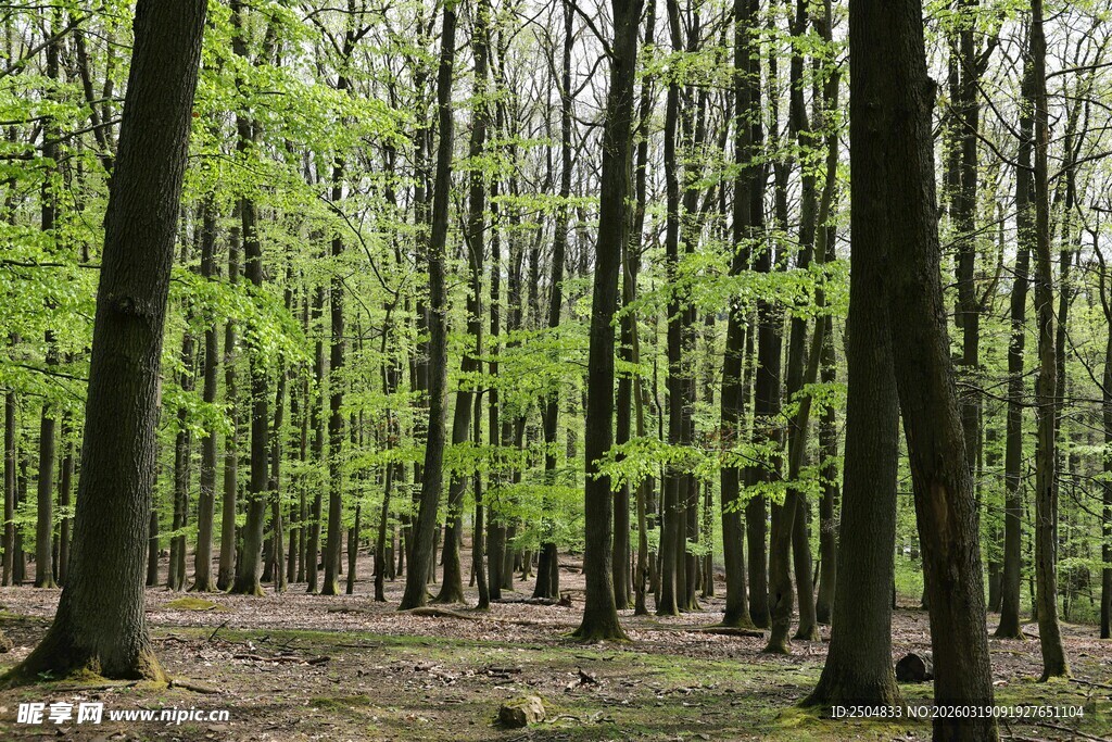 春日茂密森林景象