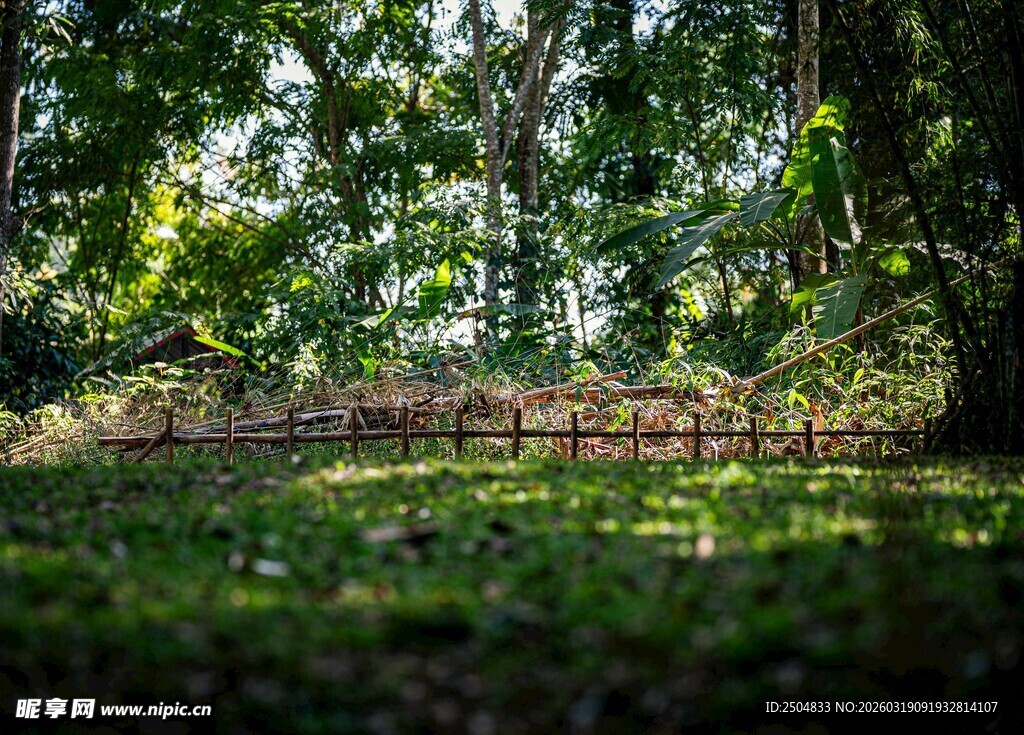 林间阳光洒落的静谧场景