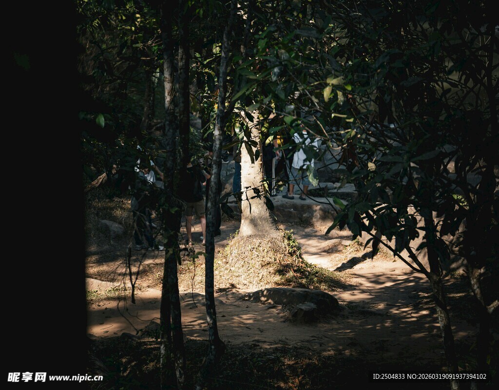 林间光影斑驳的静谧场景