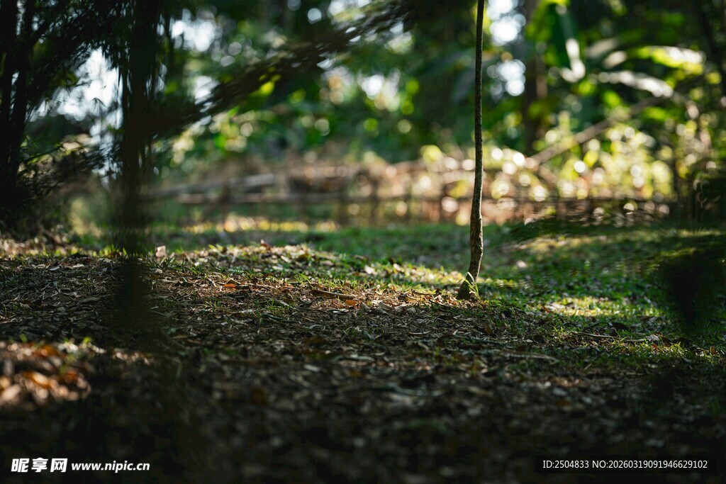 林间光影斑驳的静谧场景