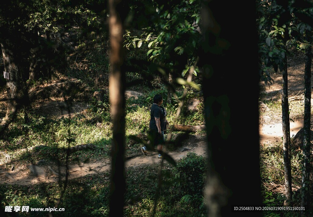 森林中的自然光影景象