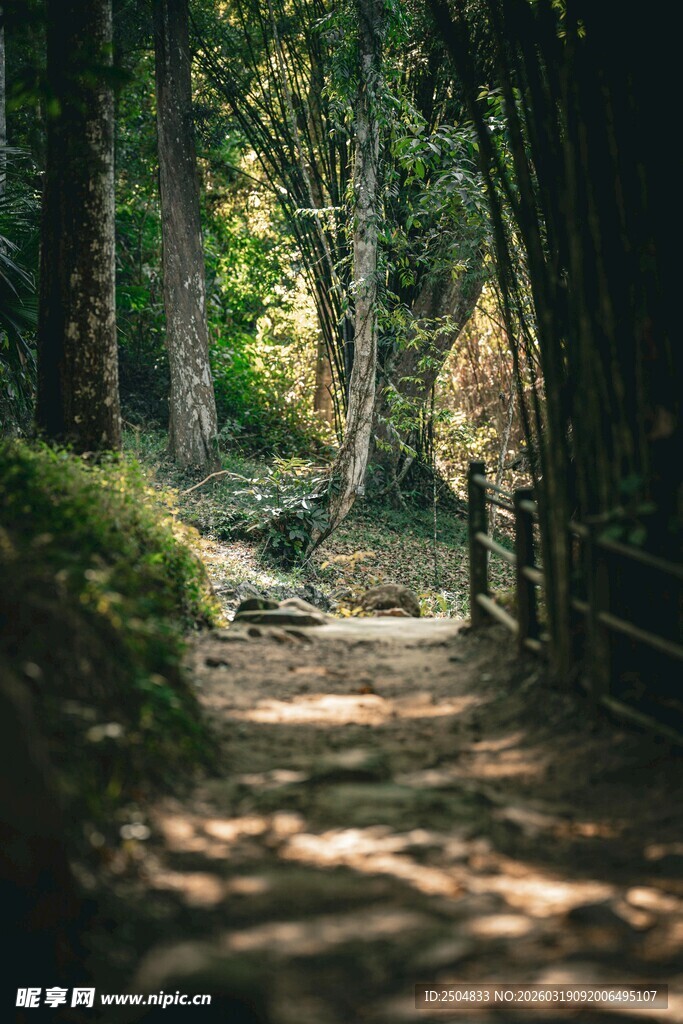 林间幽静小道