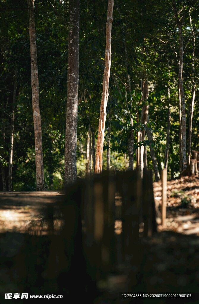 林间光影下的静谧木栈道